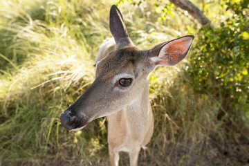 Extreme closeup wide angle shot of deer