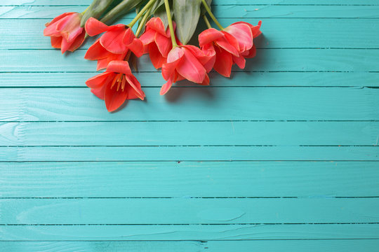 Fototapeta Pink tulips on turquoise painted wooden background.