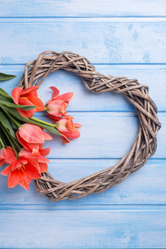 Decorative heart and spring  tulips flowers on blue painted wood