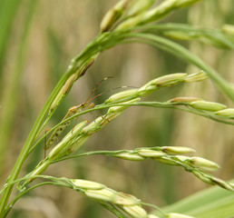 rice and pests