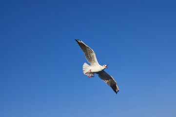 Flying seagull with open beak in search of food.