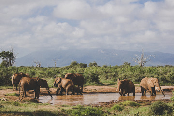 Fototapeta premium A herd of elephants is refreshed in a puddle