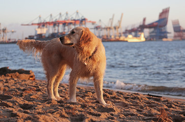 Golden Retriever am Elbstrand