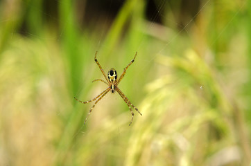 spider