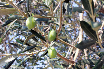 Close up shot of an olive tree
