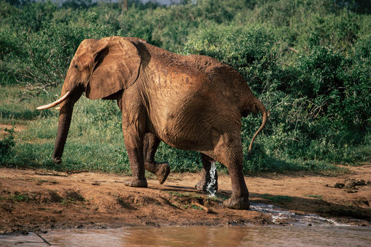 Fototapeta An elephant urine after being released from a puddle