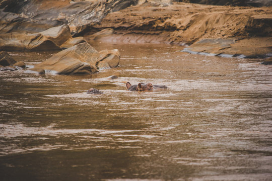 Hippopotamus swims alone on the banks of the river in the savann
