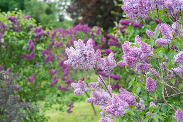Flowering branch of lilac
