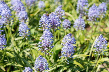 Fototapeta premium Flowers Scilla litardierei