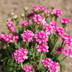 Flowers Armeria