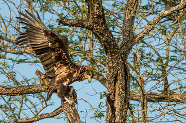 Tawny Eagle Out Of Balance Spreading Its Wings