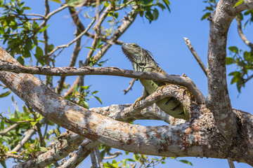 Fototapeta na wymiar Green iguana climbing high into a tree near the old Belize river