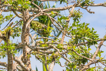 Green iguana eating in a tree near the old Belize river