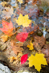 autumn leaves on the water