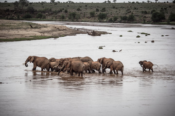 A herd of elephants crossing a river to go on the other side