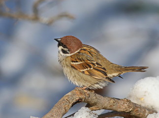 tree sparrow, passer montanus