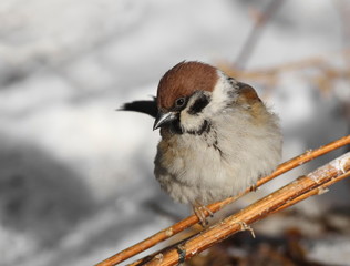 tree sparrow, passer montanus