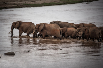 Naklejka na ściany i meble A herd of elephants crossing a river to go on the other side