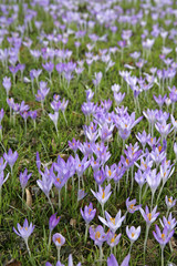 Obraz premium Blühende Krokusse im Frühling
