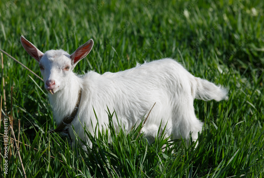 Wall mural close up portrait of little goat