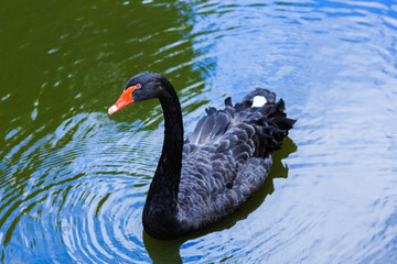 Naklejka premium Black swan swimming in the river.
