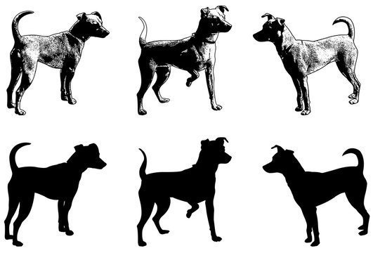 silhouettes and sketch illustration of mini pincher dog