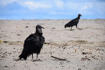 Black vulture (coragyps atratus) spreading wings on Matapalo Beach in Costa Rica, Central America