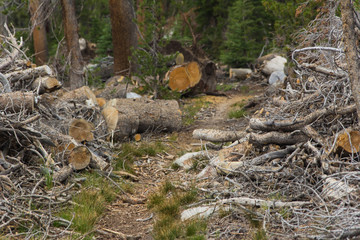 Naklejka na ściany i meble A dirt hiking trail passes between the chopped up pieces of fallen pine trees in the high sierra