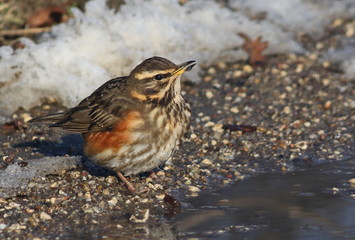 Redwing, song thrush, Turdus iliacus