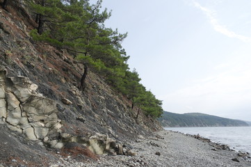 сосны растущие на склоне скал у моря © Natali Arkhangelsk