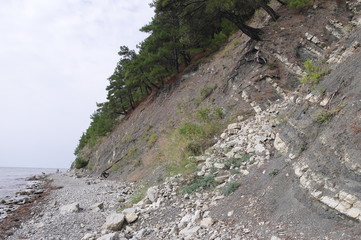 сосны растущие на склоне скал у моря © Natali Arkhangelsk