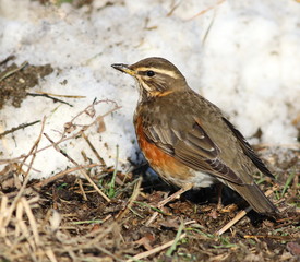 Redwing, song thrush, Turdus iliacus