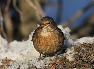 Eurasian Blackbird, Turdus merula