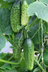 Growing cucumbers hanging on the branch