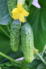 Growing cucumbers hanging on the branch