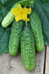 Harvest of cucumbers