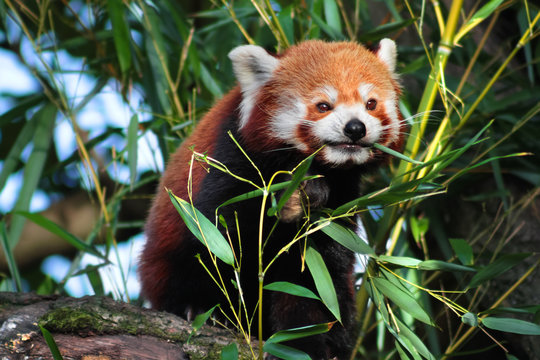 Katzenbär - Roter Panda - Ailurus fulgens beim Fressen von Bambus