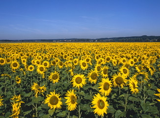 Feld mit Sonnenblumen im Sommer
