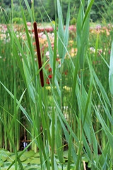 bulrush growing in the pond © Chantal