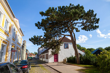 Big pine tree on the street of old town on the North of Europe