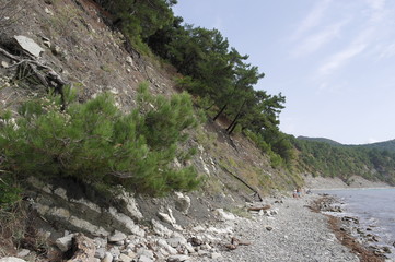 сосны растущие на склоне скал у моря © Natali Arkhangelsk