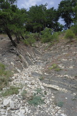 сосны растущие на склоне скал у моря © Natali Arkhangelsk