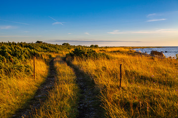 Naklejka premium Gloomy dawn in gold field of grass and rural road near Baltic sea