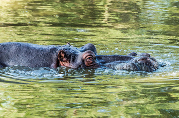 Fototapeta premium Hippo Bubbling