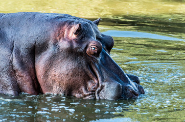 Hippo Bubbling