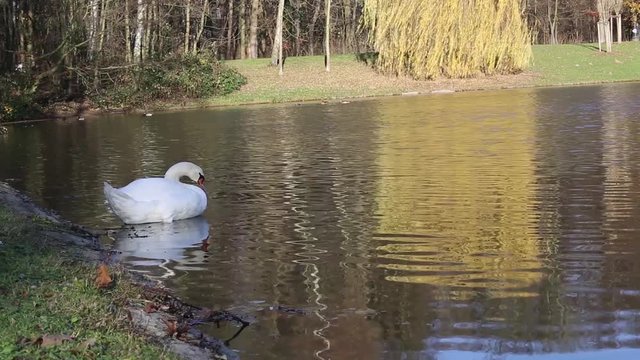 Swan body care, kalscheurer pond, Cologne