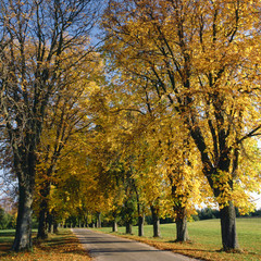 Allee im Herbst, Bäume mit farbigem Herbstlaub