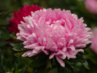 Pink Aster