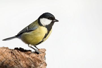 Obraz premium Parus major, Blue tit . Wildlife titmouse sitting on a twig. Europe, country Slovakia.