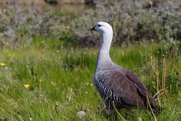patagonian goose, birds, animals, argentina, chile, south america, patagonia, tierra del fuego, land of fire 
